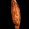 Baguette Duo 2 Blés